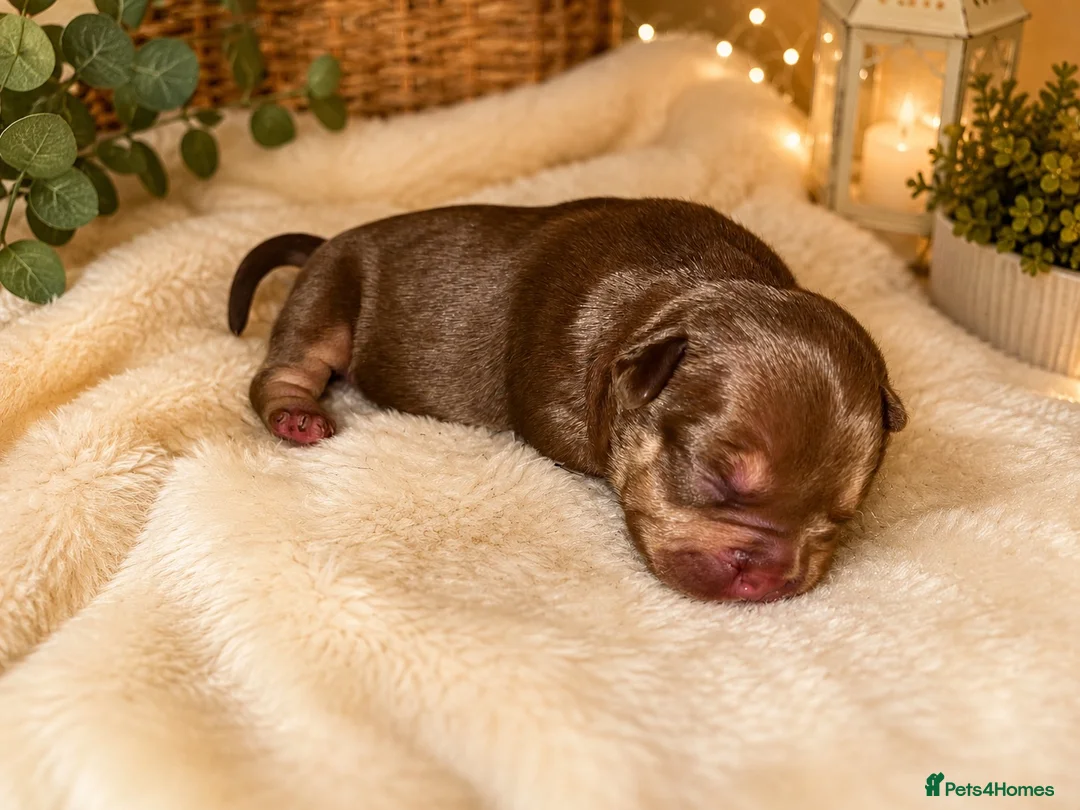 Mixed Breed dogs for sale: FrenchieXPocketBully Pups - Advert 6
