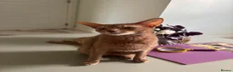 Abyssinian cats for sale: TICA TRIPPLE GRAND CHAMPION ABYSSINIAN GIRL - Advert 13
