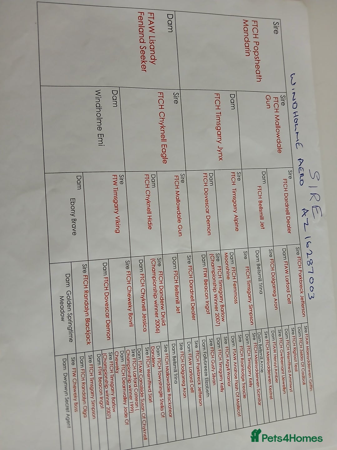 Cocker Spaniel dogs for sale: Cocker spaniel puppies - Advert 2