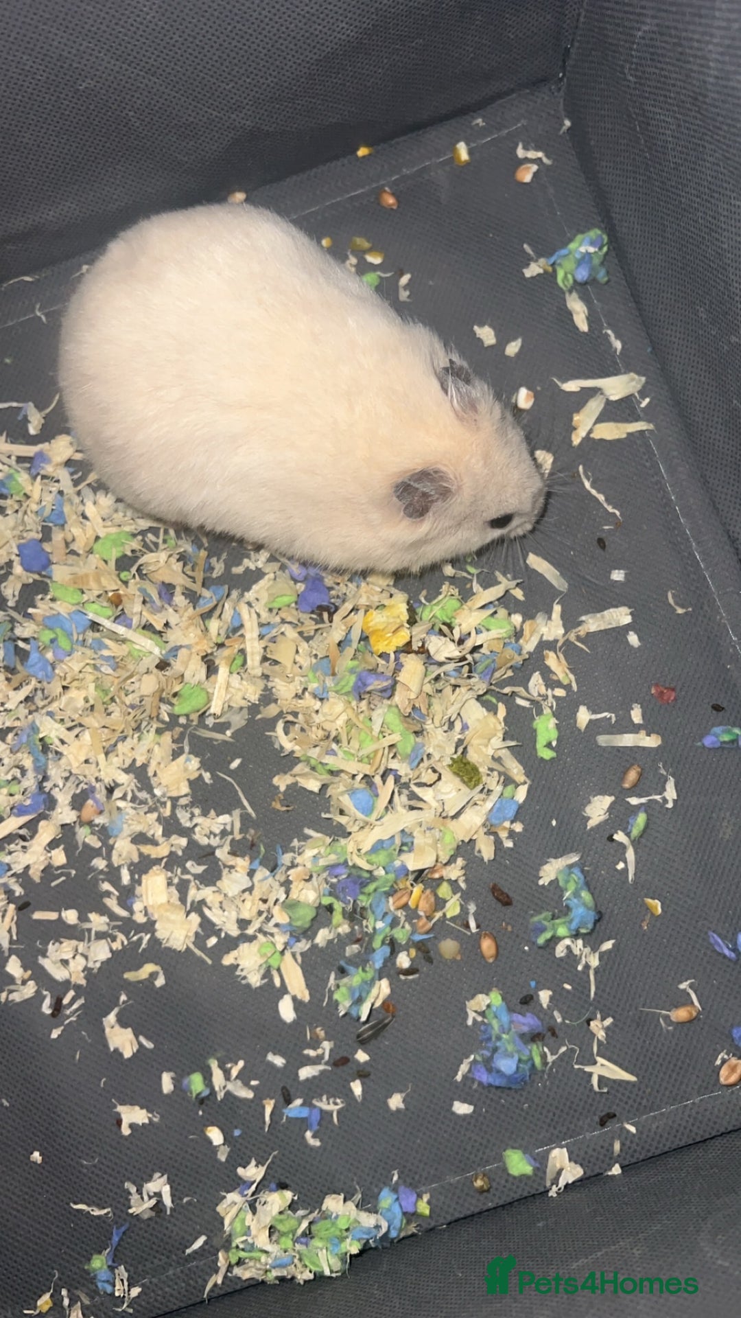 Hamster rodents for sale: Hamster Syrian male  - Advert 3