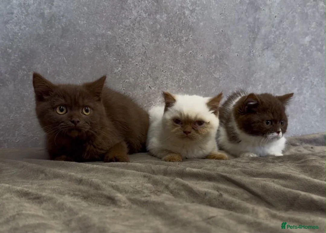 British Shorthair cats for sale: British Shorthair Kittens - Advert 2
