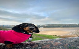 Miniature Dachshund dogs for sale: Ready for forever sofas! 3 Stunning KC reg puppies - Image 15
