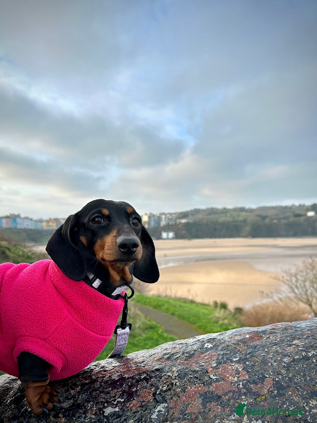 Miniature Dachshund dogs for sale: Ready for forever sofas! 3 Stunning KC reg puppies - Image 15
