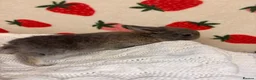 Mixed Breed rabbits for sale: Five beautiful Mini lops x English spot  - Advert 10