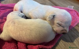 Dalmatian dogs for sale: Dalmatians BOYS and GIRLS - Image 5