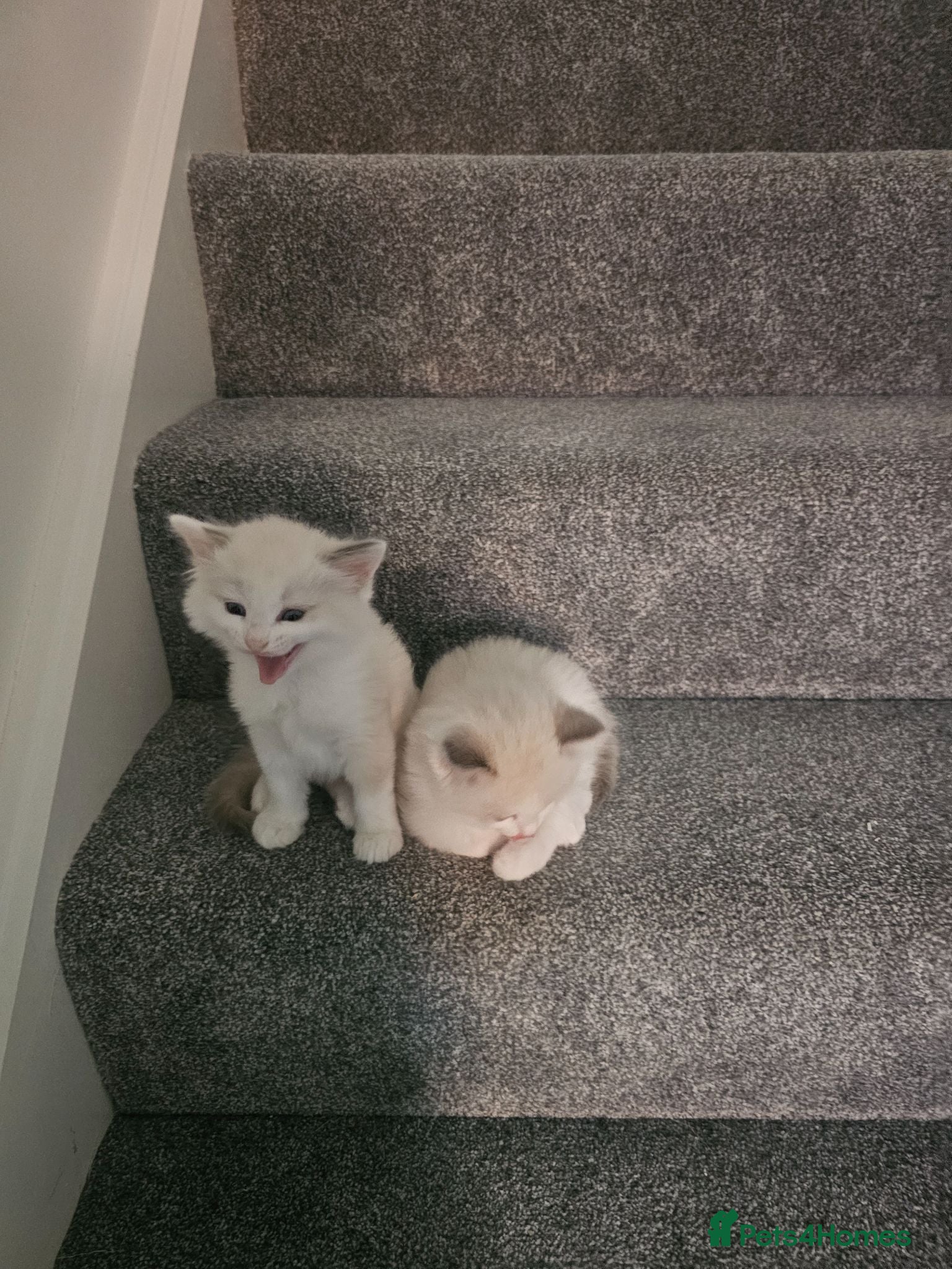 Ragdoll cats Kitten Ragdoll bicolor-  2 girls  - Advert 5