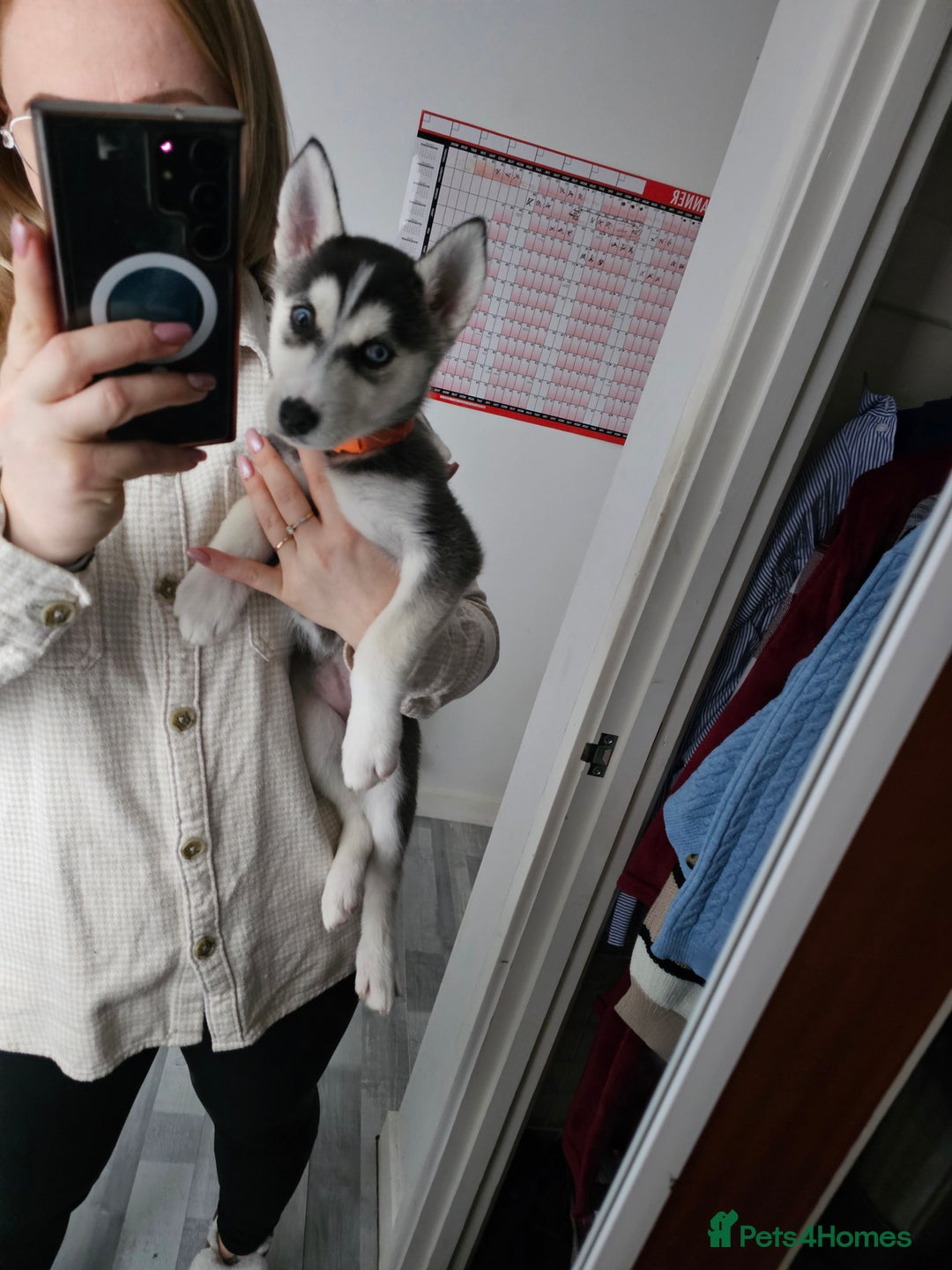 Siberian Husky dogs for sale: Pure Siberian Husky females. Ready to go  - Advert 11