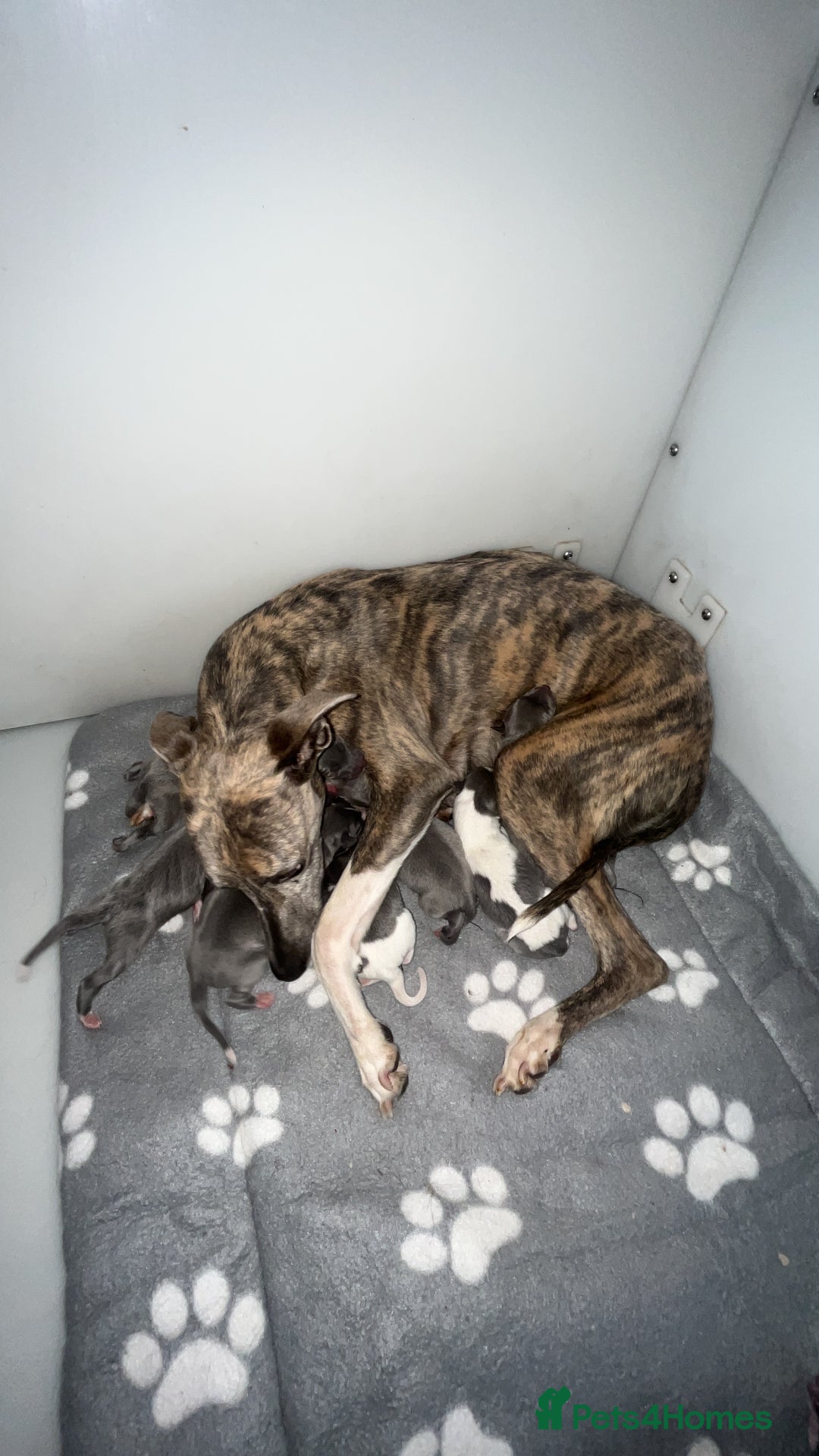 Whippet dogs for sale: Whippet  - Advert 3