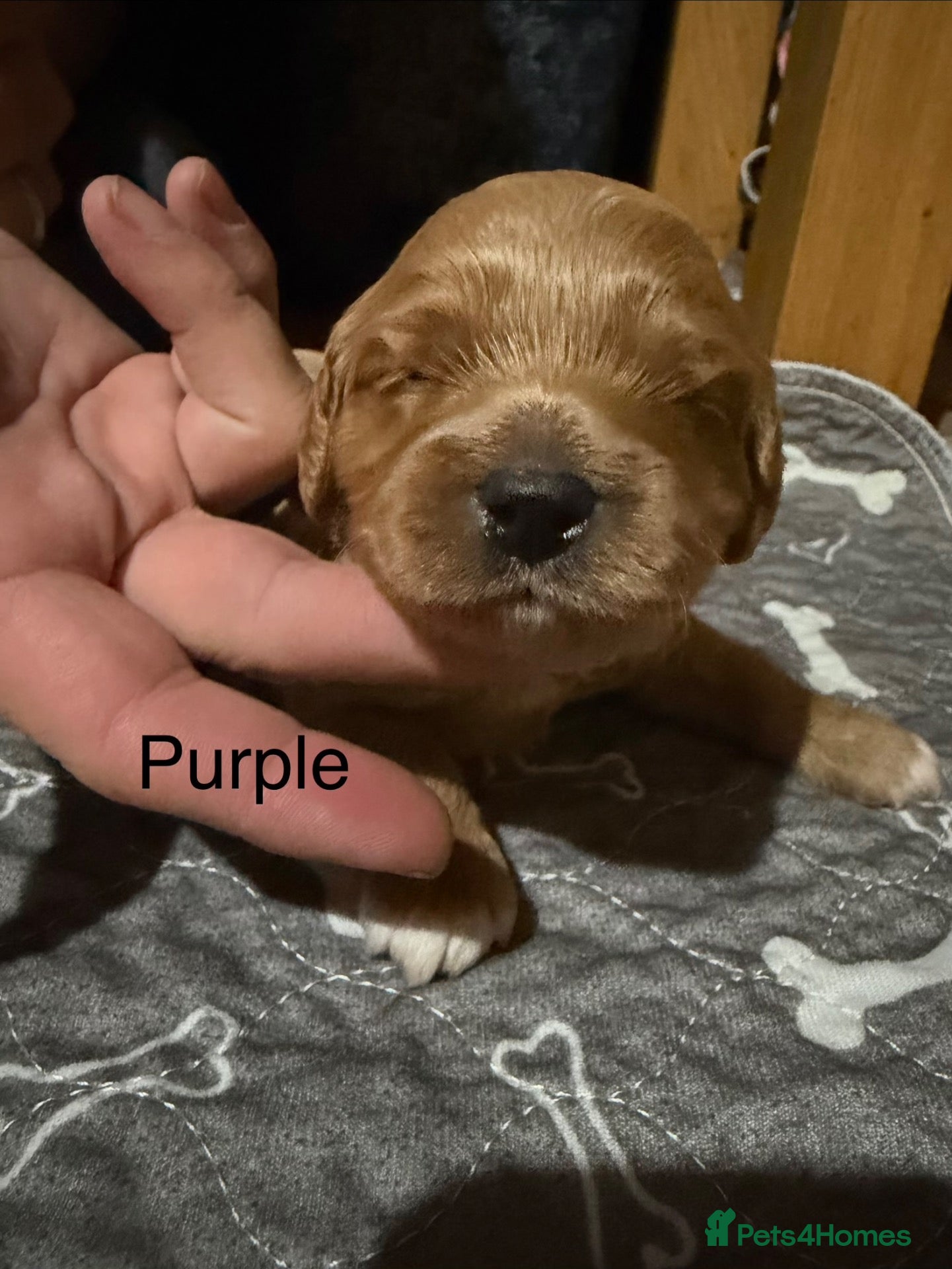 Cavapoo dogs F1 Cavapoo Puppies  - Advert 2