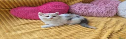 British Shorthair cats for sale:  Ready! GCCF parents with champions in line,BSH  - Advert 16