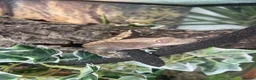 Gecko reptiles for sale: Pascal the Crested Gecko in Trowbridge - Advert 19