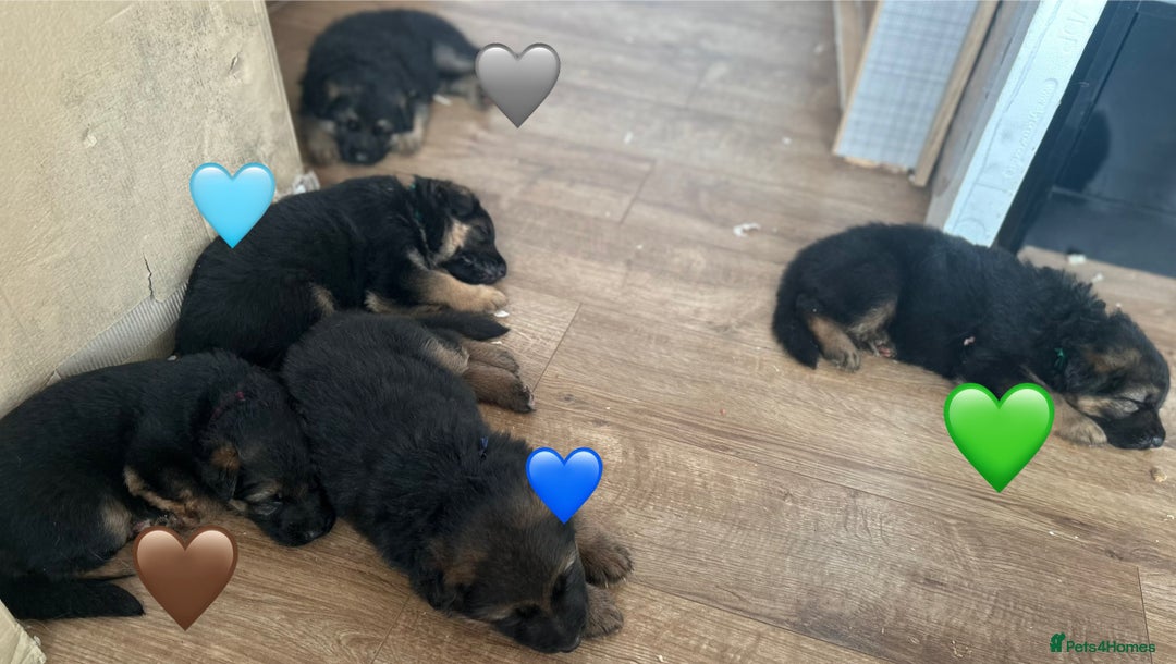 German Shepherd dogs for sale: Kc Registered German Shepherd Puppies - Advert 10