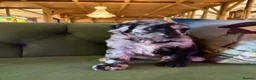 Sheepadoodle dogs for sale: Sheepadoodle Puppies Available  - Advert 25