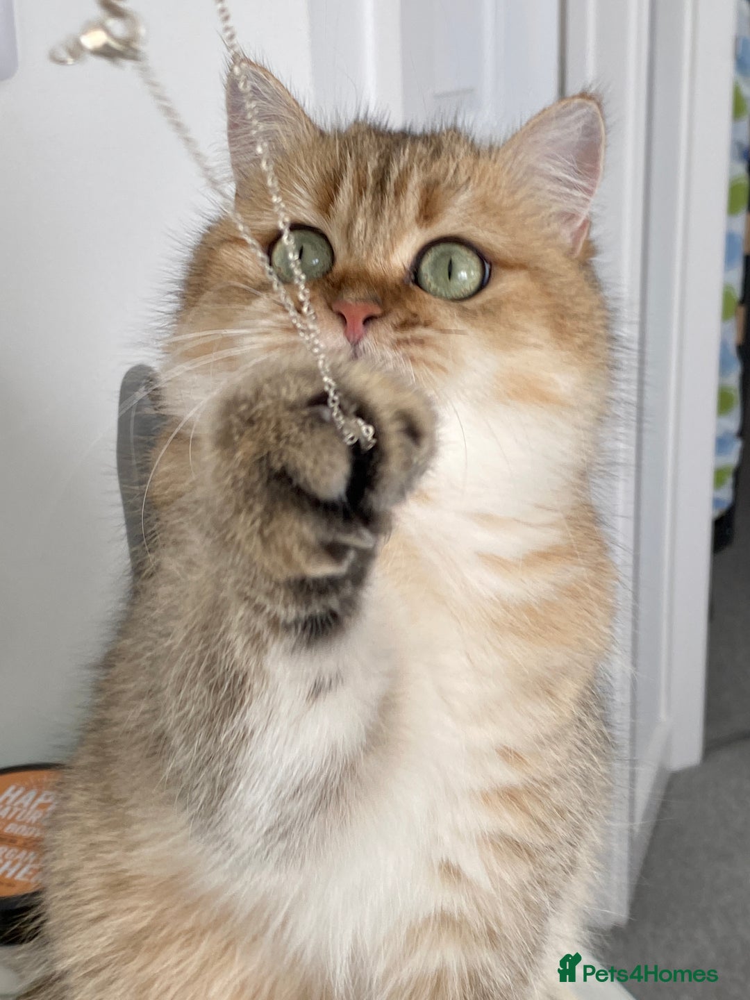 British Shorthair cats for sale: Retired Black golden queen  - Advert 5