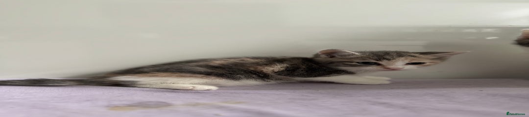 Kitten 3