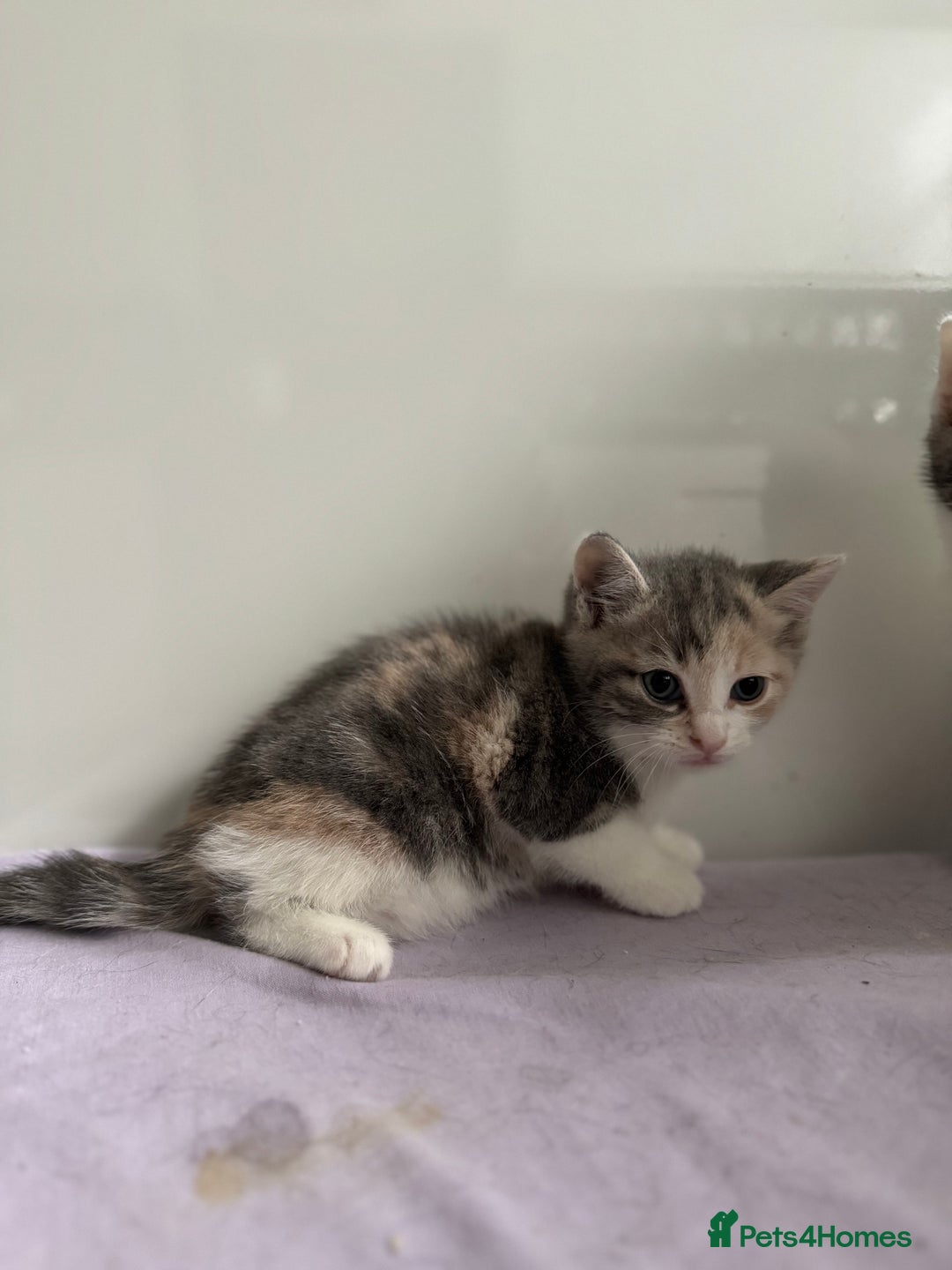 Mixed Breed cats for sale: 4 gorgeous ginger and grey kittens - Image 6