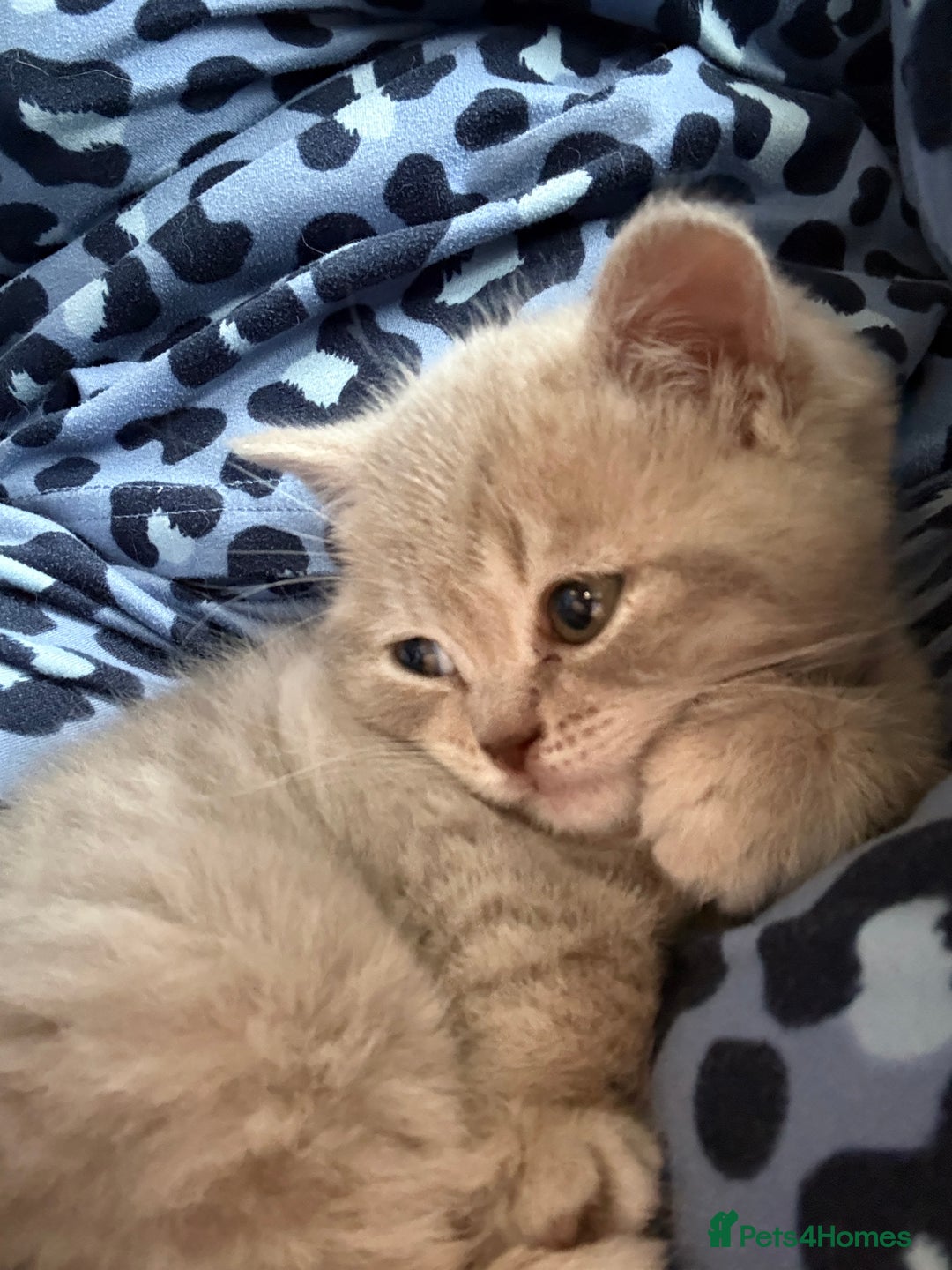 British Shorthair cats for sale: Beautiful British shorthair female  - Advert 8