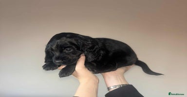 Cocker Spaniel dogs - Advert 1