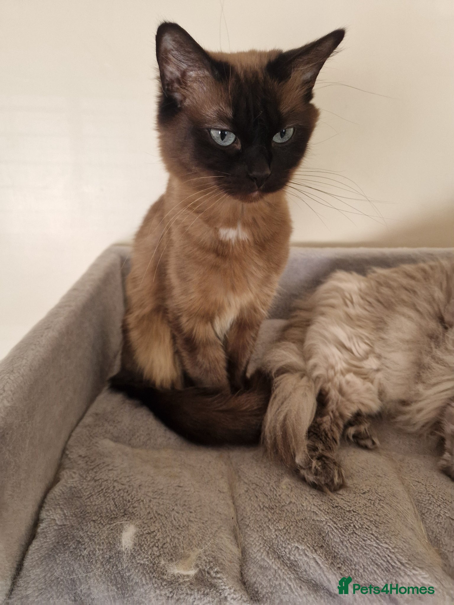 Ragdoll cats Girl for sale - Advert 10