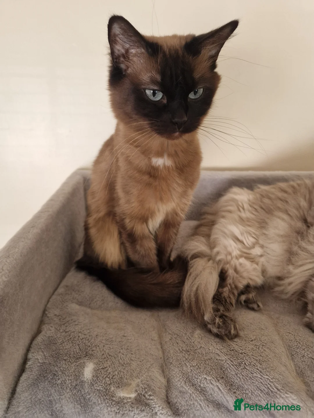 Ragdoll cats for sale: Girl for sale - Advert 1