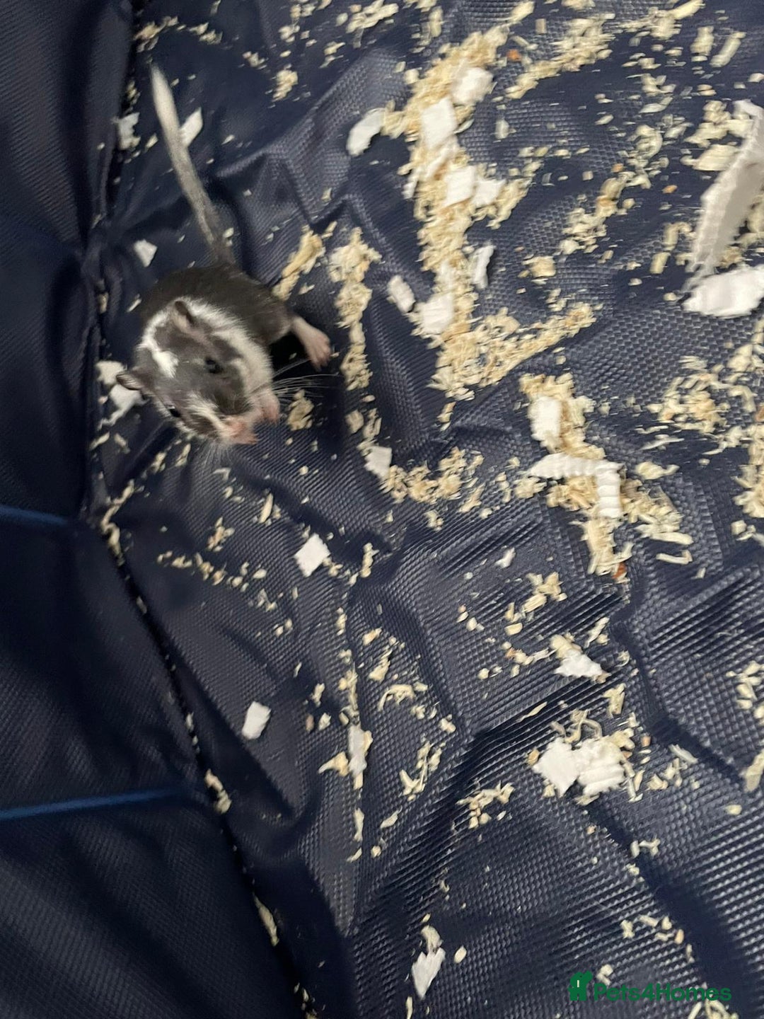 Gerbil rodents for sale: Female gerbil - Advert 3