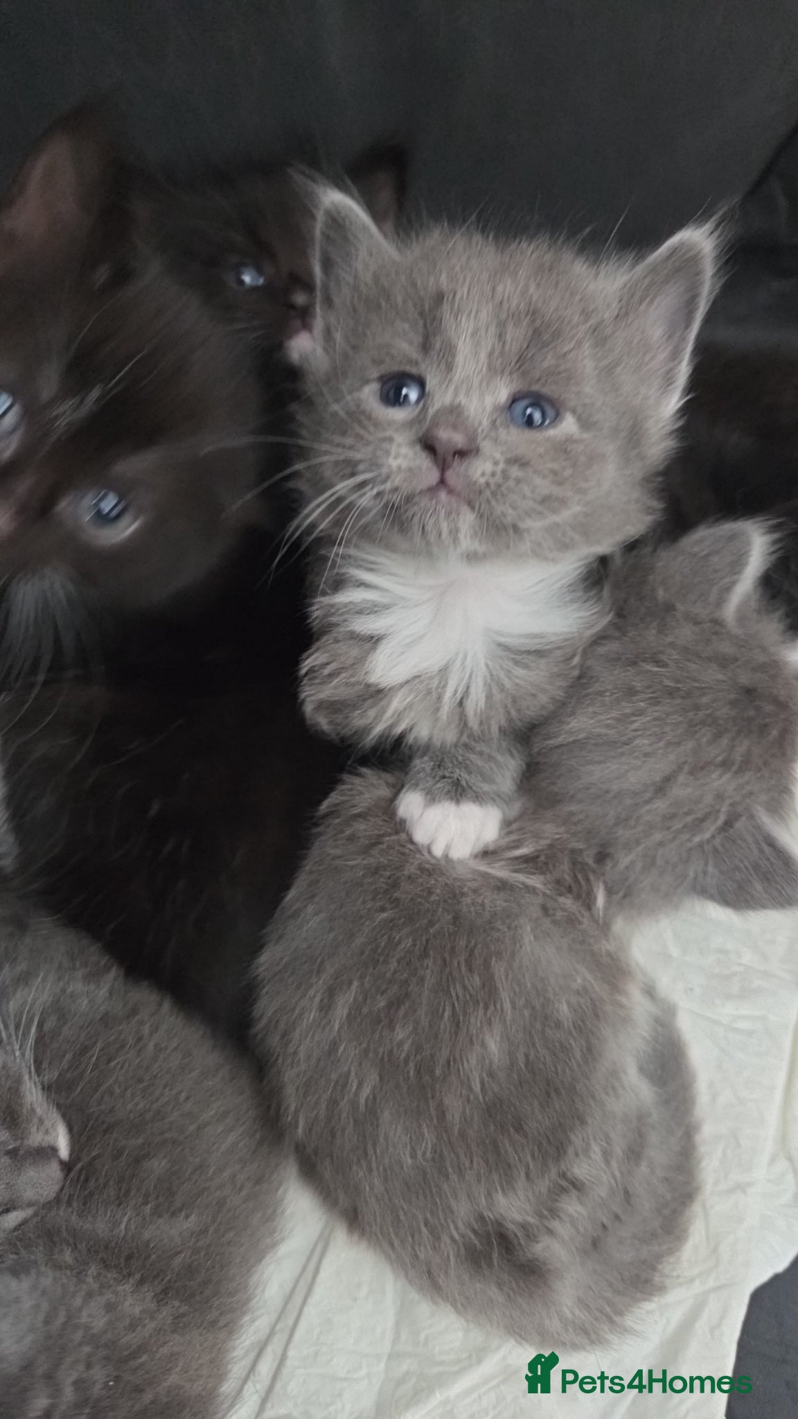 Mixed Breed cats for sale: 4 grey kittens for sale - Advert 14