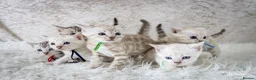Bengal cats for sale: Stunning Silver Snow ❄️ Bengal Kittens  - Advert 35