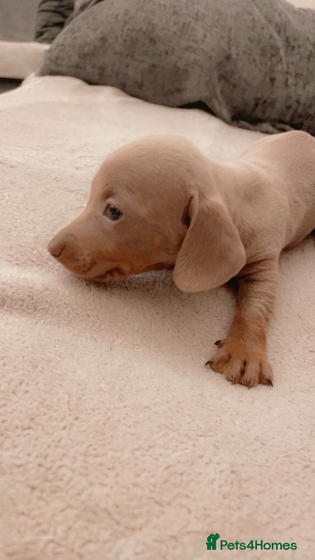 Dachshund dogs for sale: Dachshund Isabella dapple puppies  - Advert 10