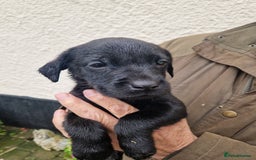 Labrador Retriever dogs for sale: Black and Gold Labrador Pups - Image 14