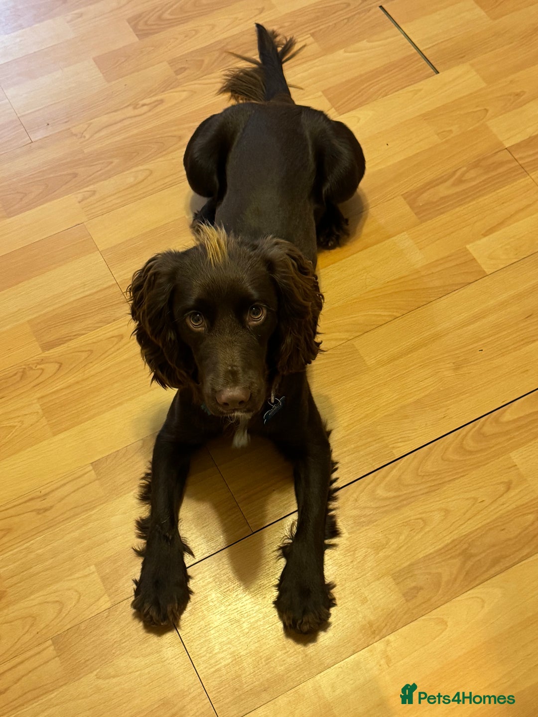 Cocker Spaniel dogs for sale: Chocolate Cocker  - Advert 2