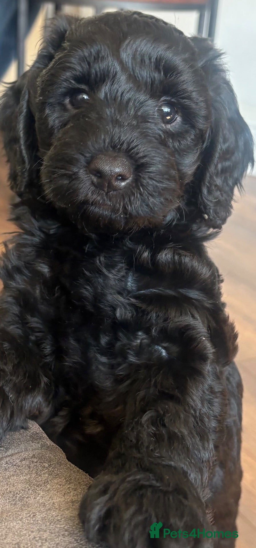 Cockapoo dogs Beautiful Cockapoos - 2 left. Family Raised.  - Advert 2