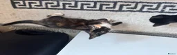 Mixed Breed cats for sale: Kittens ready to leave still available  - Advert 18