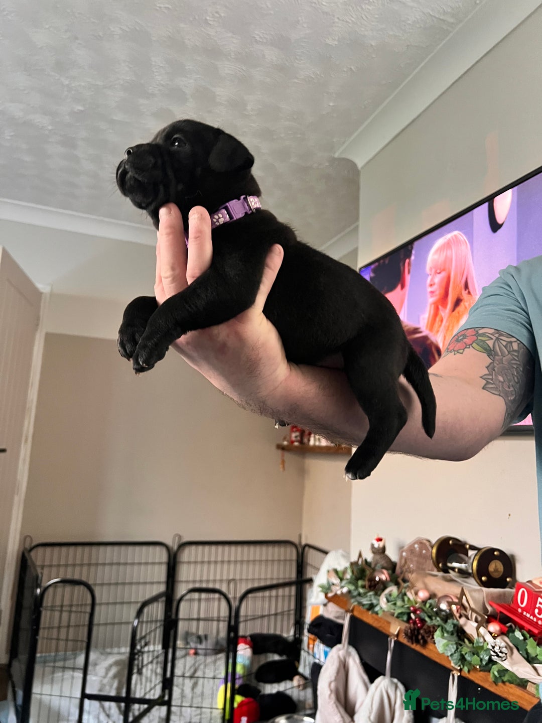 Staffordshire Bull Terrier dogs for sale: blue / black staffordshire bull terrier KC Pups - Advert 10