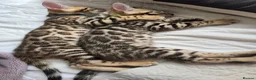 Bengal cats for sale: 😺5 Exceptional Bengal Kittens 😸 male - Advert 1