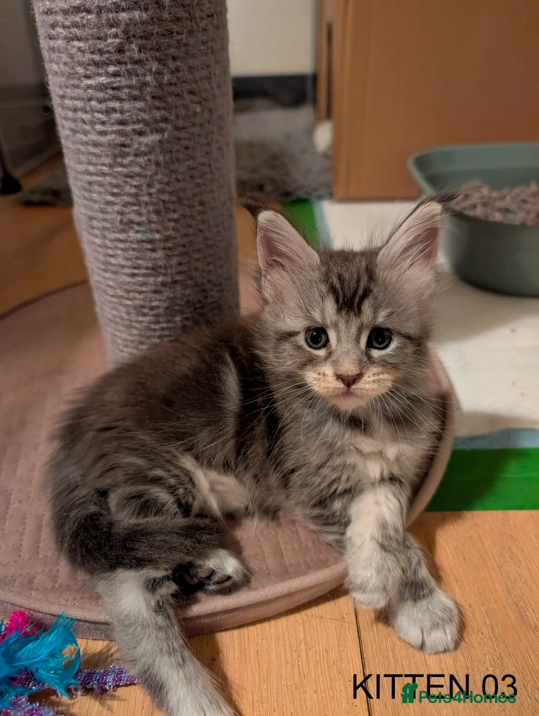 Maine Coon cats for sale: PURE BREED MAINE COON KITTENS READY EARLY MARCH - Advert 18
