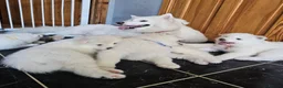 Samoyed dogs for sale: Adorable Samoyed puppies  - Advert 17