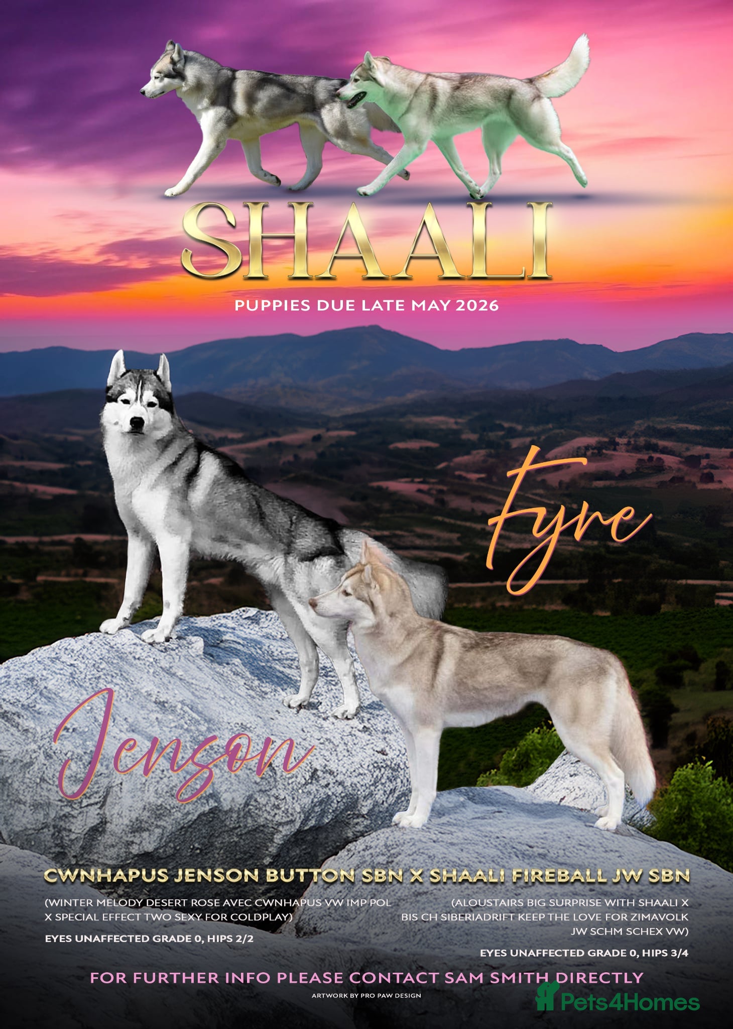 Siberian Husky dogs Kc reg pup female looking for 5 star home  - Advert 9