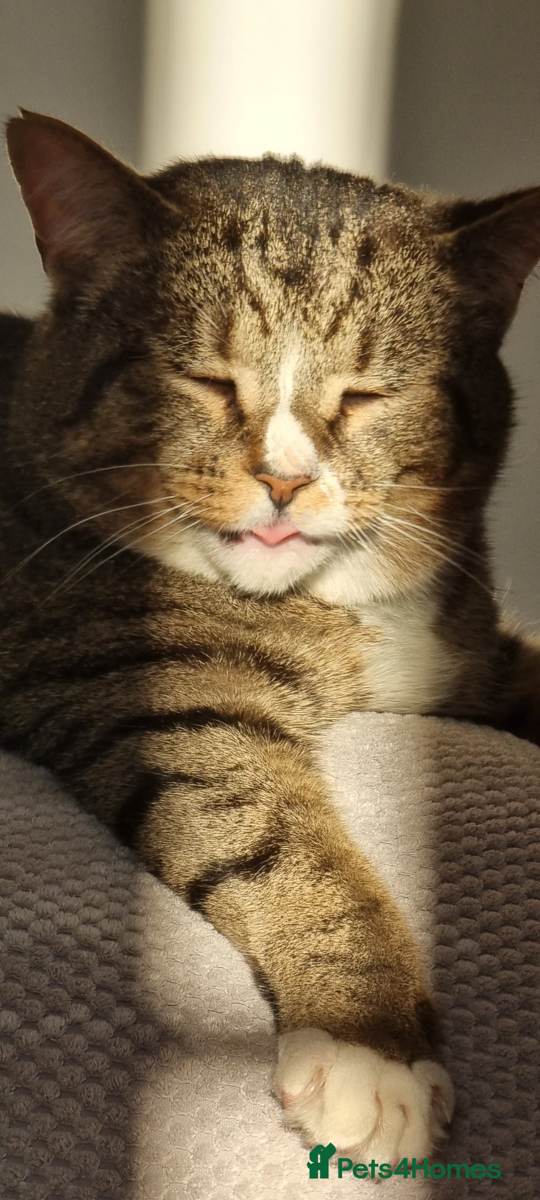 Mixed Breed cats for sale: Cat for ONLY pet household - Advert 3