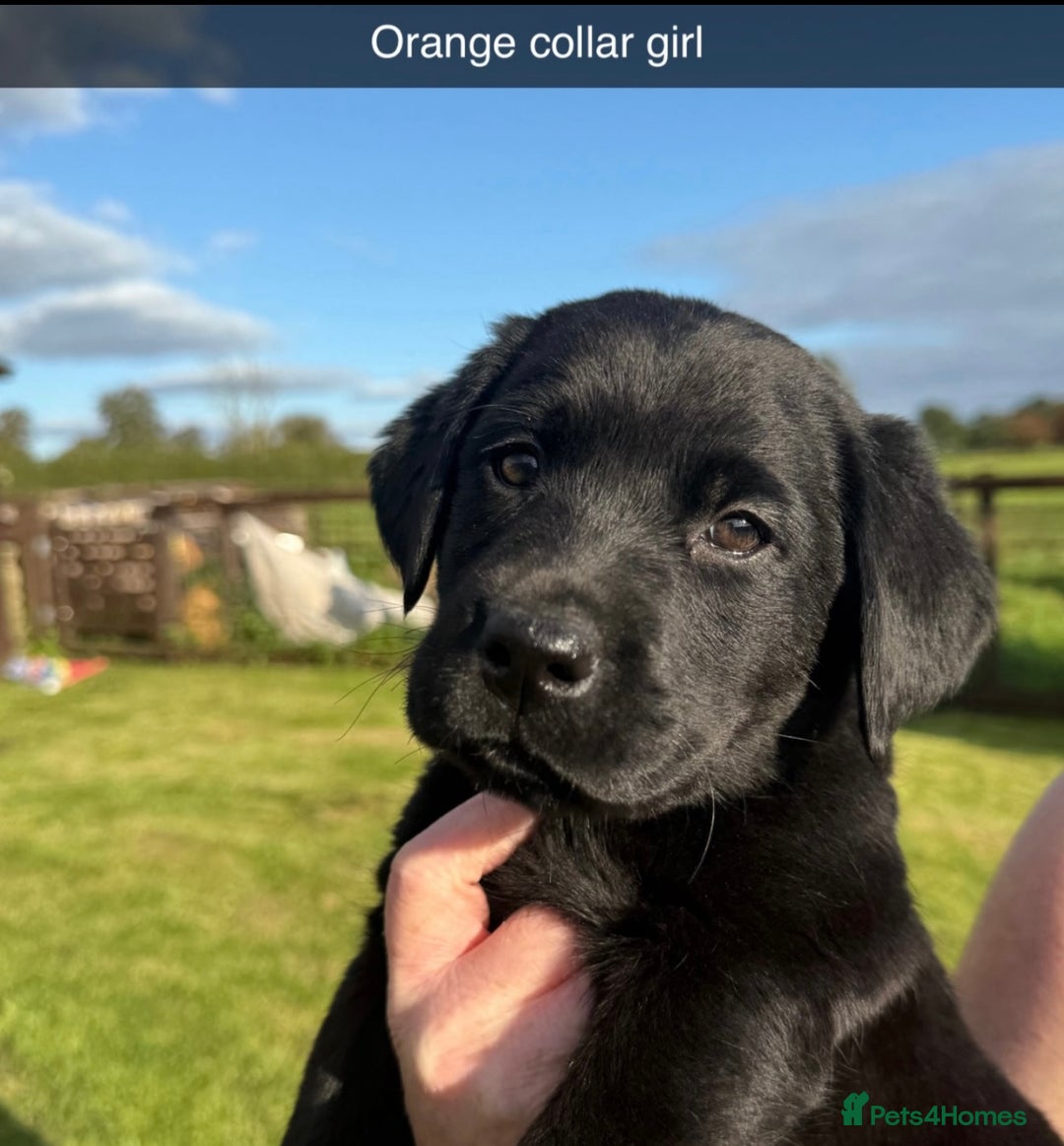 Labrador Retriever dogs for sale: Last girl remaining  - Image 2