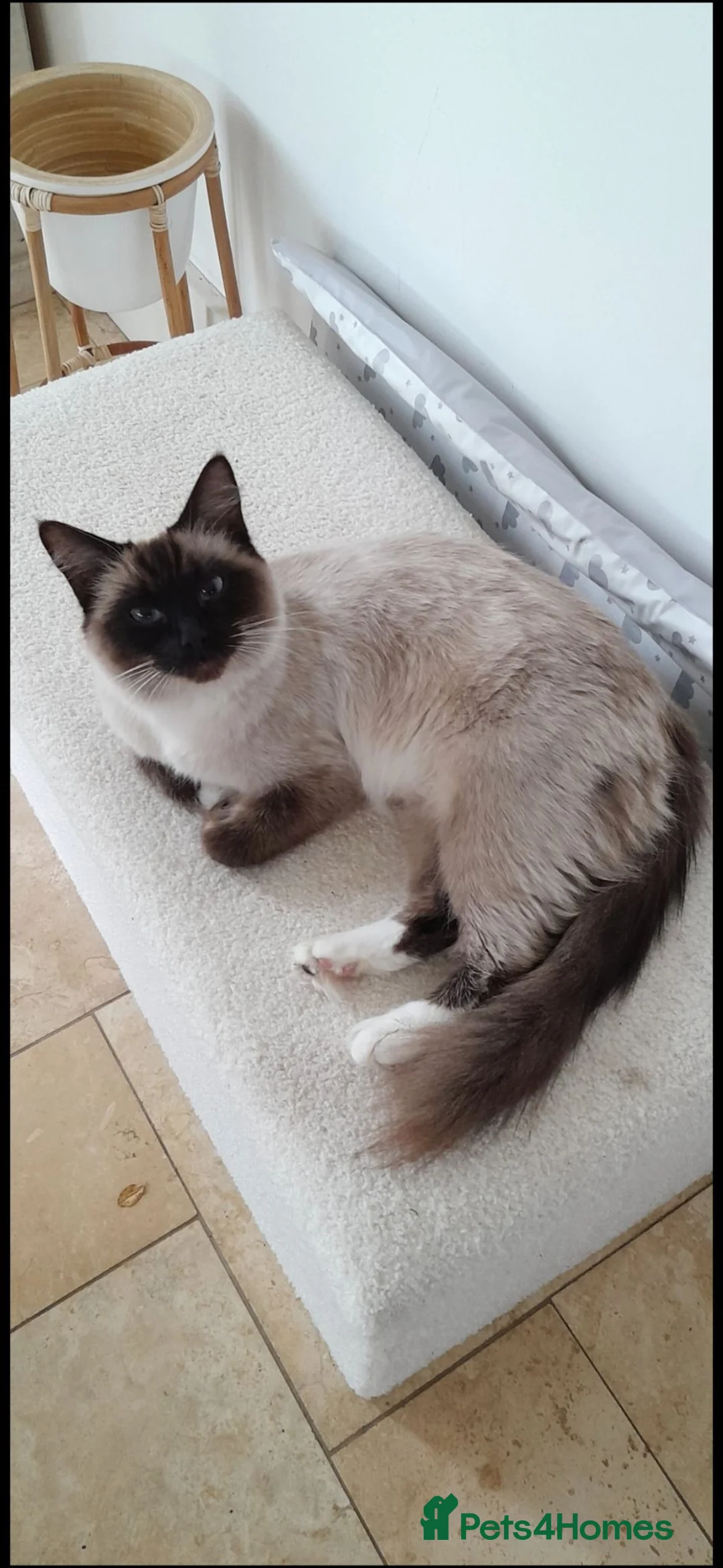 Ragdoll cats for sale: Ragdoll kittens  - 11 weeks old.  Ready now - Advert 5