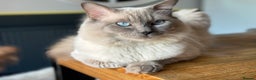 Ragdoll cats for stud: DNA TESTED🧬 Blue Point, Choc Carrier Ragdoll STUD - Advert 5
