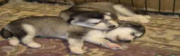 Mixed Breed dogs for sale: Alaskan malumute  x huskie - Advert 3