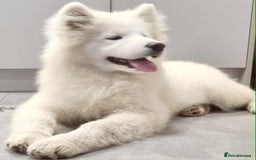 Samoyed dogs for sale: Female  - Image 3