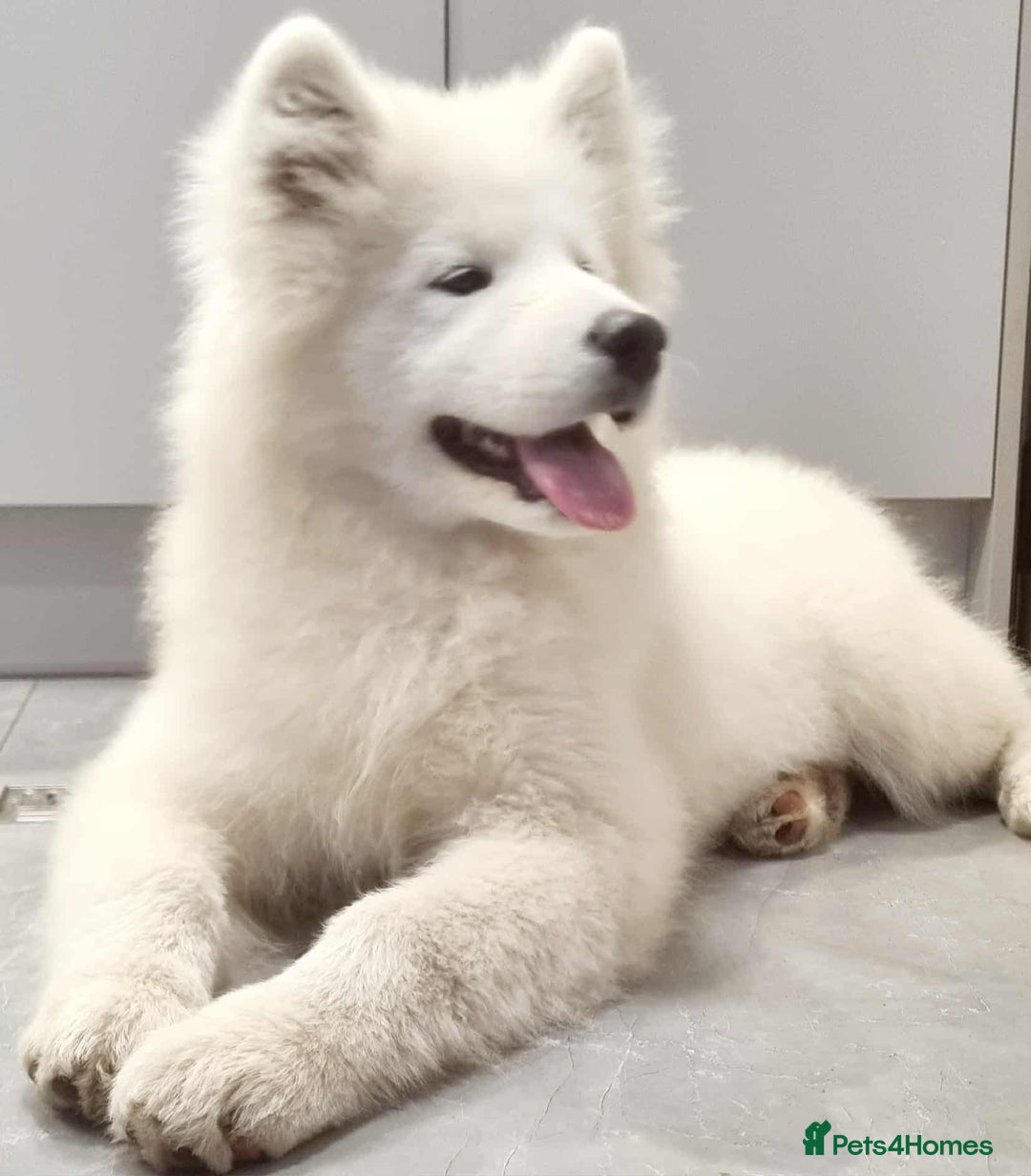 Samoyed dogs for sale: Female  - Image 3