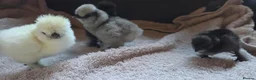 Chickens poultry for sale: DAY OLD PURE BREED SILKIE CHICKS  - Advert 4