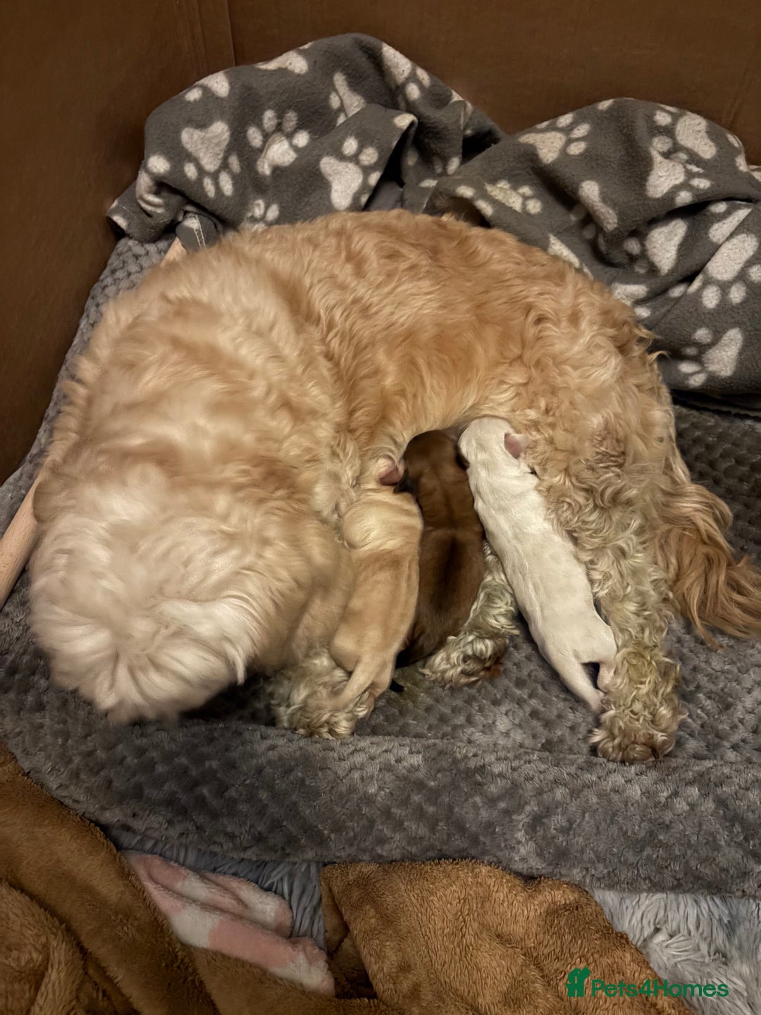 Mixed Breed dogs for sale: Cavachon x Chihuahua / healthy pups - Advert 5