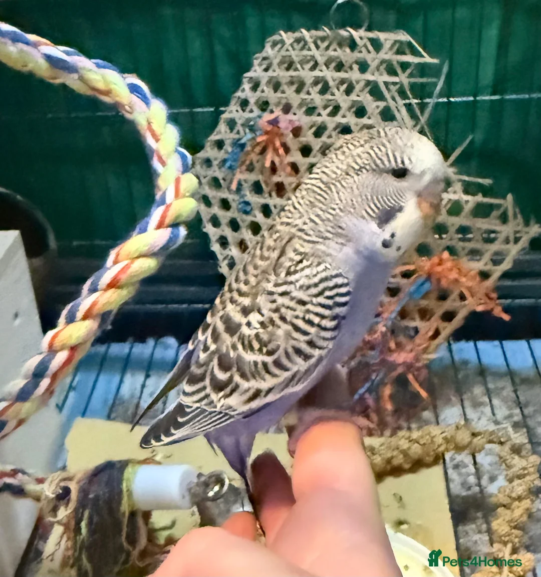 Budgerigars birds for sale: 7 week old purple boy budgies  - Advert 2