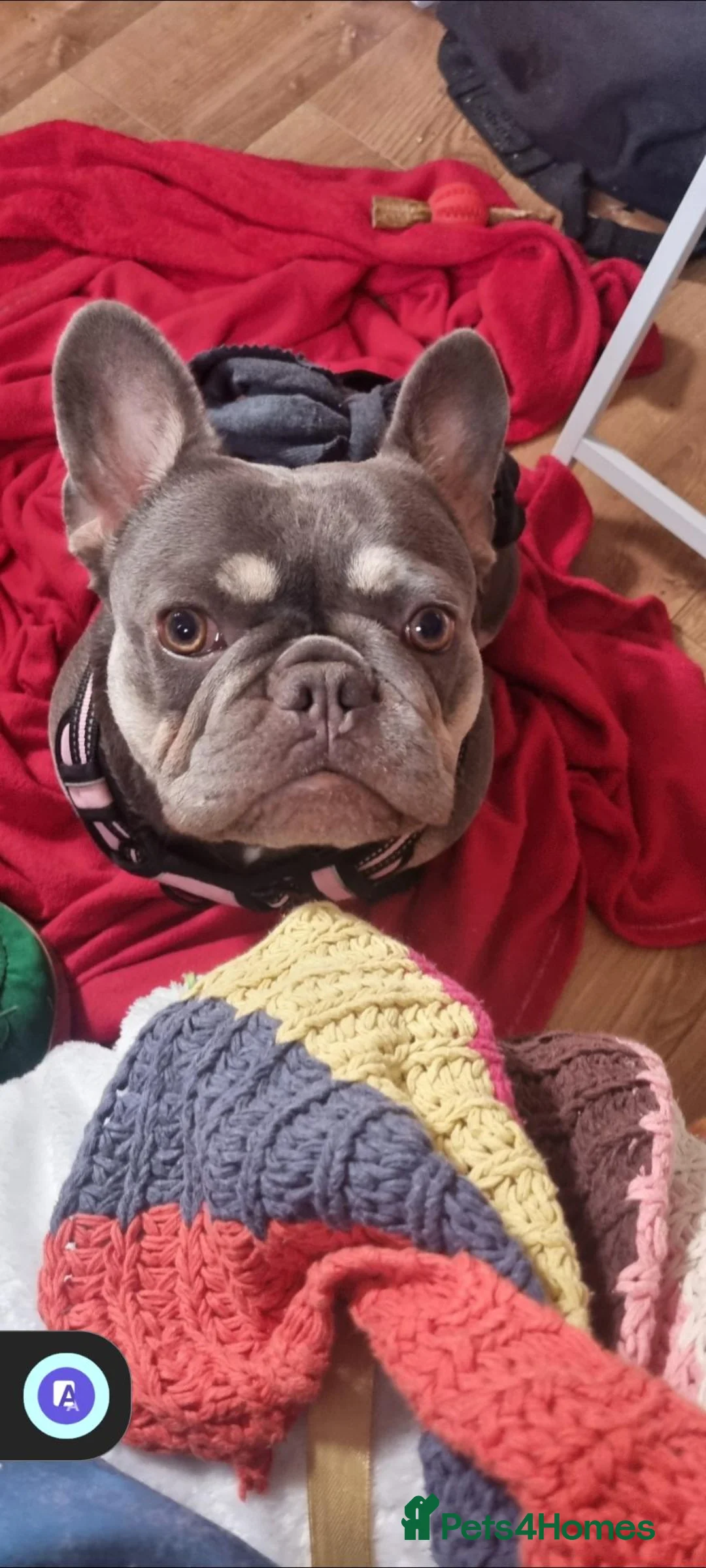 French Bulldog dogs for sale: 18 month old lilac and tan french bulldog  in Brighton - Advert 2