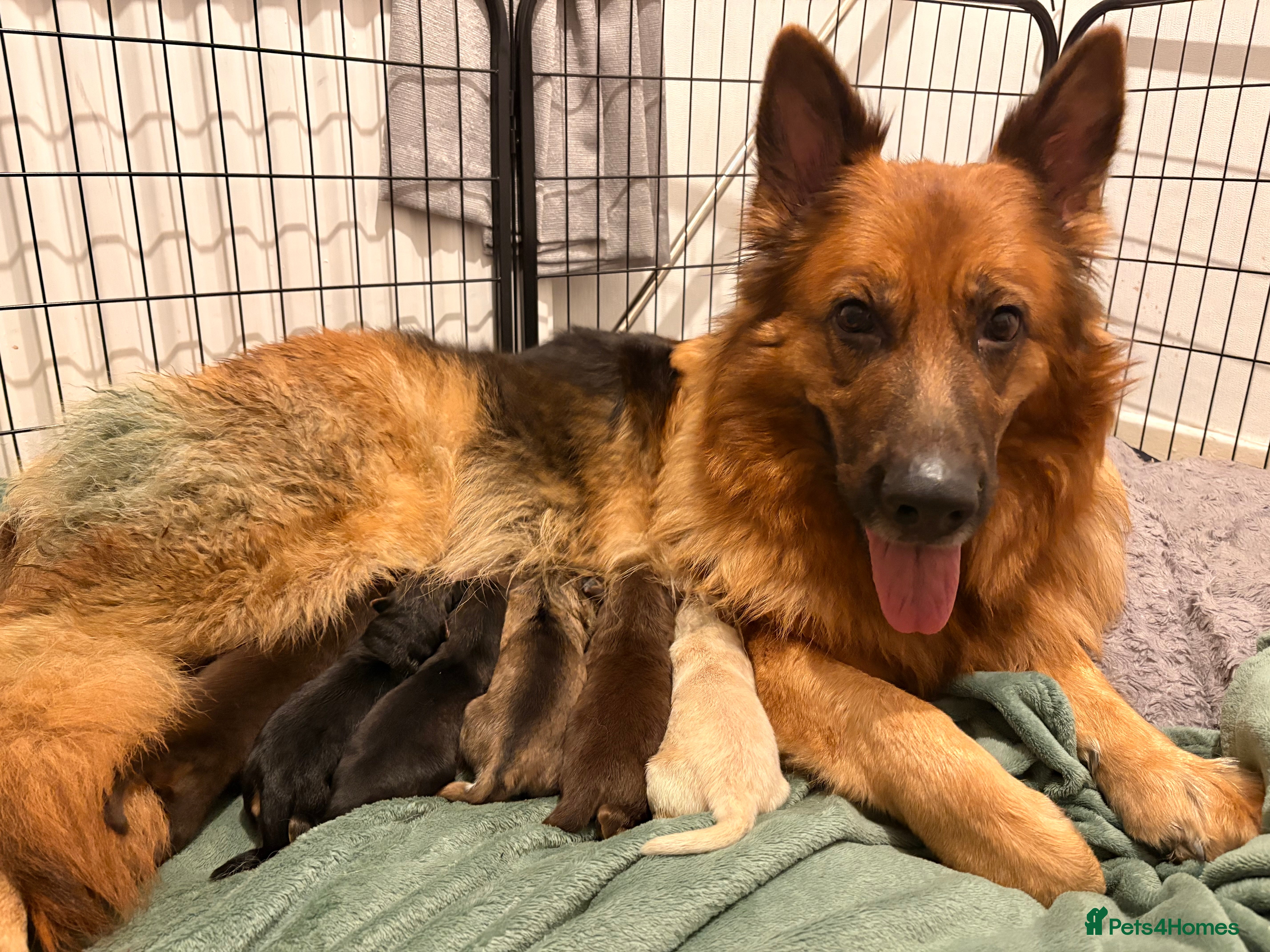 Mixed Breed dogs German Shepherd X Alaskan Shepherd  - Advert 2