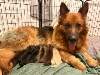 Mixed Breed dogs German Shepherd X Alaskan Shepherd - Advert 6